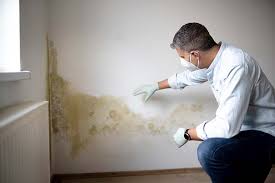 Best Basement Mold Removal  in Burlington, NC